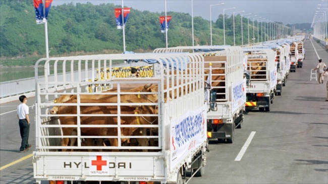 A herd of cattle is delivered to North Korea through the border village of Panmunjeom in 1998. (Yonhap)