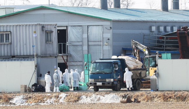 Quarantine officials cull chickens at a farm in Pyeongtaek, 70 kilometers south of Seoul, on Jan. 28, 2018, to contain the further spread of avian influenza. (Yonhap)