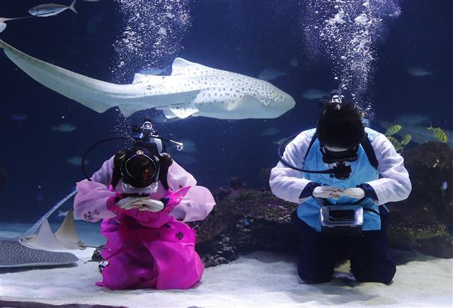 <YONHAP PHOTO-1554> 수중 세배 (서울=연합뉴스) 이상학 기자 = 설 연휴를 사흘 앞둔 12일 오전 서울 여의도 한화 아쿠아플라넷63 대형 수족관에서 한복을 입은 아쿠아리스트와 인어가 수중 세배를 하고 있다. 한화 아쿠아플라넷63은 설 당일인 16일 한복을 착용한 고객에게 63종합권을 무료로 제공한다. 또 설 연휴기간 동안 메인수조 특별 공연으로 수중 한복쇼를 진행하며 다양한 민속놀이와 포춘쿠키 이벤트를 진행한다. 2018.2.12 leesh@yna.co.kr/2018-02-12 09:58:09/ <저작권자 ⓒ 1980-2018 ㈜연합뉴스. 무단 전재 재배포 금지.>
