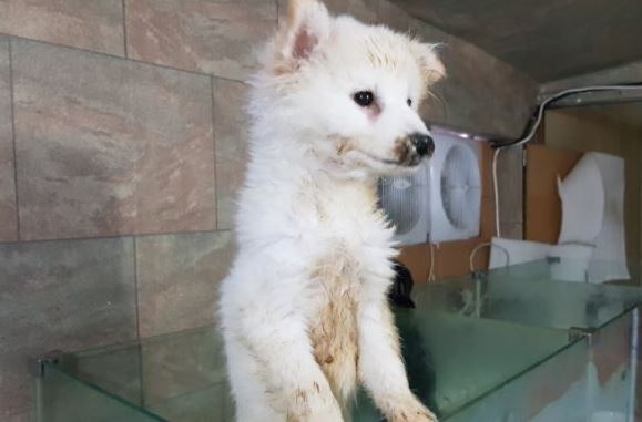 (Korean Animal Welfare Association)