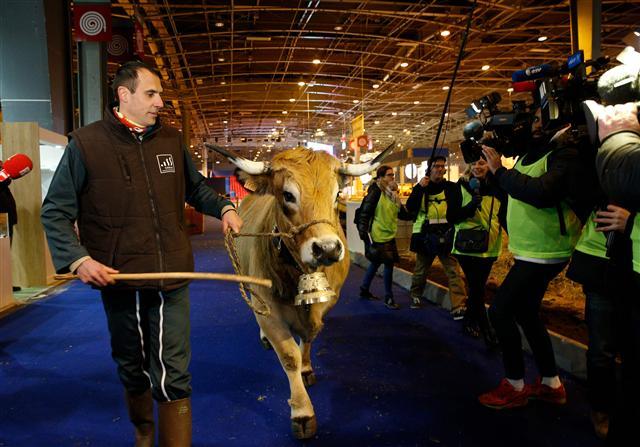 <YONHAP PHOTO-2389> Haute, a 6-year-old Aubrac breed cow and the mascot for the 2018 Paris International Agriculture Fair (Salon de l'Agriculture) is led by her owner Livestock farmer Thibault Dijols from a trailer as she arrives ahead of the fair's opening at the Porte de Versailles exhibition centre in Paris on February 22, 2018. The Paris International Agriculture Fair is held from February 24 to March 4, 2018. / AFP PHOTO / GEOFFROY VAN DER HASSELT/2018-02-23 06:33:34/ <저작권자 ⓒ 1980-2018 ㈜연합뉴스. 무단 전재 재배포 금지.>