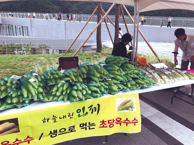내린천휴게소에서 판매한 오창언 씨의 초당 옥수수  [제공=오창언]