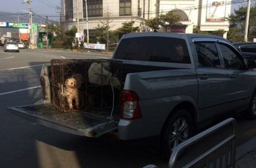 Photo provided by Coexistence of Animal Rights on Earth (CARE)
