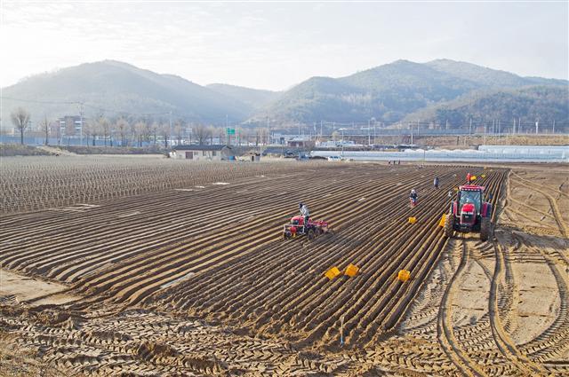 <YONHAP PHOTO-1899> 한해 농사 시작 (안동=연합뉴스) 26일 오전 우엉과 마를 생산하는 경북 안동시 남선면 이천리 한 농장에서 퇴비살포와 이랑 일구기, 종근 넣기 작업을 하고 있다. 2017.3.26. [안동시청 제공=연합뉴스] leeki@yna.co.kr/2018-03-26 10:30:35/ <저작권자 ⓒ 1980-2018 ㈜연합뉴스. 무단 전재 재배포 금지.>