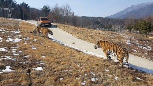 This image, released by the National Baekdu-daegan Arboretum on April 24, 2018, shows the two Siberian tigers -- a 13-year-old female named Hancheong and a seven-year-old male named Uri -- at the arboretum on a mountain range near Bonghwa, a town in South Korea's southeast province of North Gyeongsang. (Yonhap)
