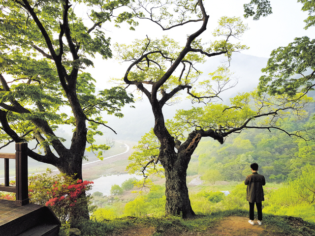 산천경개 좋기로 소문난 임실은 1000여년전부터 터키의 파묵칼레 처럼 ‘웰다잉’으로 이름났지만, 지금은 ‘우유의 진신사리’로 불리는 치즈 관련 테마파크 때문에 ‘웰빙’의 명성도 얻었다. 그래서 ‘살아서도 임실, 죽어서도 임실’이라는 주민들의 주장은 설득력이 있어 보인다. 사진은 임실 옥정호의 물안개가 걷히며 서서히 드러나고 있는 붕어섬 모습.