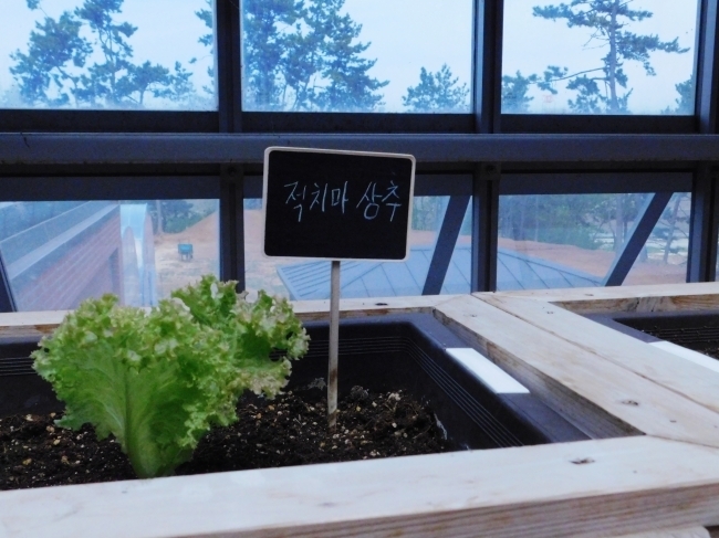 '농원식당’의 유리온실 내 상추모습, 쌈 채소를 비롯해 다양한 식물들이 자라나고 있다.