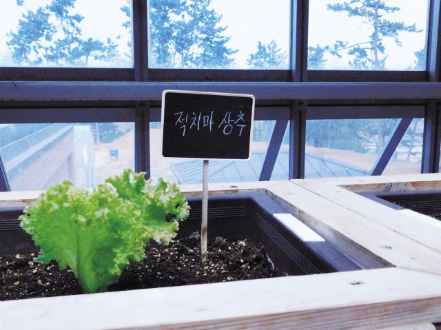 전라북도 고창군 상하면에 위치한 ‘상하농원’, 입구에는 고창군의 대표 작물인 청보리와 블루베리가 심어져 있다.