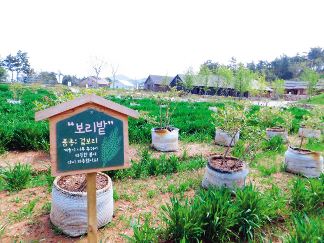 전라북도 고창군 상하면에 위치한 ‘상하농원’, 입구에는 고창군의 대표 작물인 청보리와 블루베리가 심어져 있다.