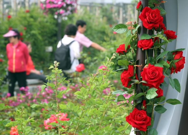 Korea rose discount