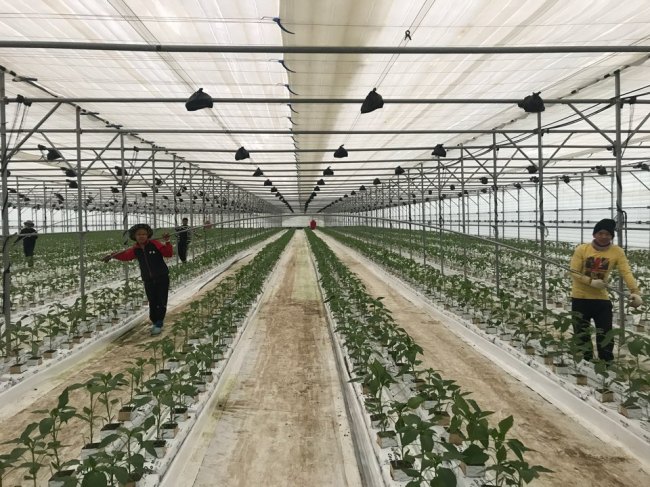 Elderly farmer working on a small plot in Cheorwon County, Gangwon Province, one of South Korea's fastest aging rural regions