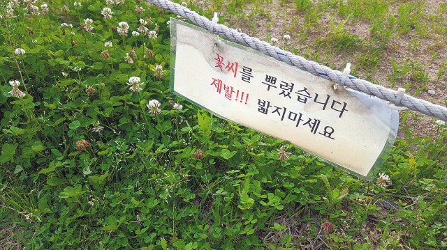 ▲ 서울 여의도한강공원의 한 꽃밭에 먹다 남은 떡볶이가 담긴 용기 등이 방치돼 있다.
◀ 서울 여의도한강공원의 한 꽃밭에 ‘밟지마세요’라고 적힌 표지판이 걸려있다.  이원율 기자/yul@