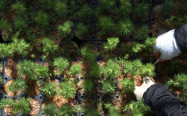 Employees take care of seedlings at a farm managed by Green Asia Organization in Cheorwon, Gangwon Province, South Korea. (Yonhap)