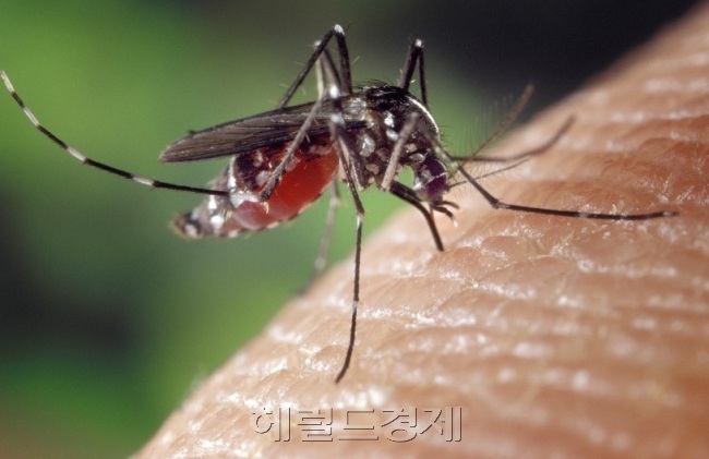일본뇌염 매개모기인 작은빨간집모기. [헤럴드경제DB]