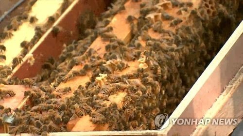 꿀벌 [연합뉴스 자료사진]
