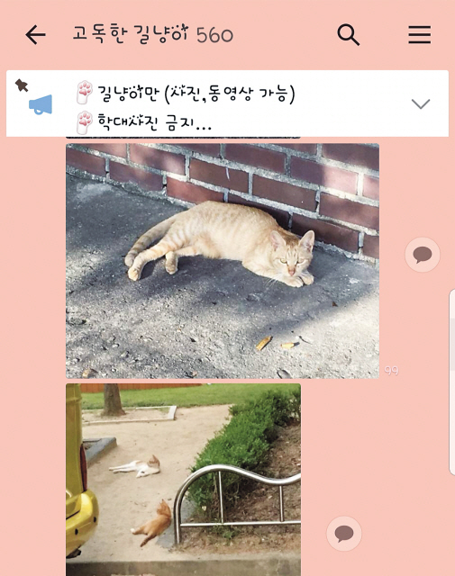 500여명이 참여하는 길고양이 사진 공유 오픈카톡방. [오픈카카오톡 채팅방 캡쳐]