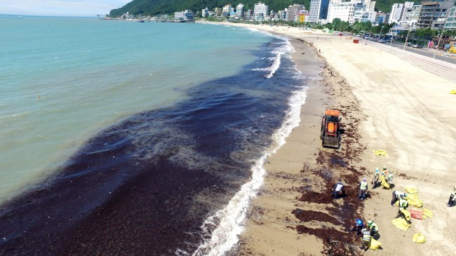 Environment workers remove massive clumps of seaweed that washed ashore on a beach in Busan on Wednesday, in the wake of Typhoon Prapiroon which passed by near the area over the past few days. (Yonhap)