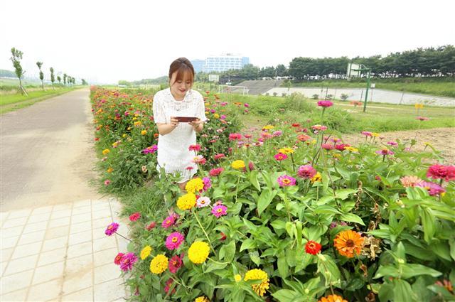 한 시민이 24일 오전 서울 구로구가 최근 안양천에 조성한 꽃밭에서 꽃을 촬영하고 있다. 구로구는 안양천 둔치를 명소화하기 위해 구일역 인근 고척돔 건너편 둔치에 총 면적 9800㎡ 규모를 주민 쉼터와 더불어 그라스원(grass garden), 왕꽃 창포원, 계절꽃밭으로 조성했다. 계절꽃밭에는 사시사철 꽃을 감상할 수 있도록 부채붓꽃, 구절초, 부들레야, 왕원추리, 부처꽃 등 18종을 심었다.   [제공=구로구］
