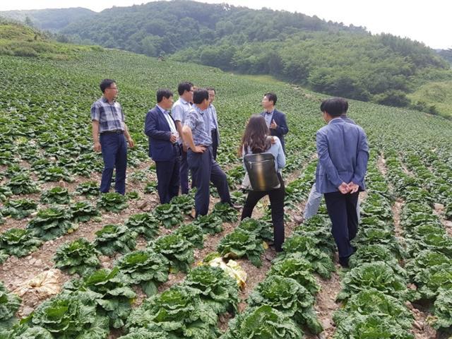 이재욱(오른쪽 4번째) 농식품부 식품산업정책실장이 지난달 25일 강원 정선 고랭지 배추밭을 찾아 작황여건 등을 긴급 점검하고 있다.
[제공=농림축산식품부]