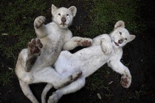 <YONHAP PHOTO-0853> A pair of four-month-old white lion cubs play together in their enclosure at the Altiplano Zoo in Tlaxcala, Tuesday, Aug. 7, 2018. The Zoo, about two hours east of Mexico City, has welcomed the two white lion cubs born in March and recently presented to the public.(AP Photo/Rebecca Blackwell)/2018-08-09 05:18:03/ <저작권자 ⓒ 1980-2018 ㈜연합뉴스. 무단 전재 재배포 금지.>