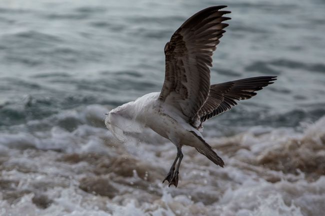 A seagull struggles to take flight covered by a plastic bag, on the seashore at Caleta Portales beach in Valparaiso, Chile on July 17, 2018. (AFP-Yonhap)
