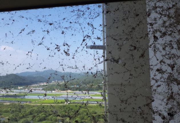 거미떼로 뒤덮인 아파트
(나주=연합뉴스) 전남 나주시 남평읍 드들강변에 있는 아파트 외벽에 수많은 거미떼가 시커멓게 뒤덮어 주민들이 큰 불편을 겪고 있다. 2018.8.9 [주민 제공]