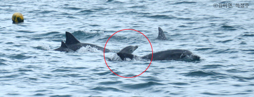 An Indo-Pacific bottlenose dolphin, Boksoon, swims with her calf (in red circle) in waters off Seogwipo on South Korea's largest island of Jeju on Aug. 20, 2018, in this photo released by a team of South Korean and Japanese researchers. (Yonhap)