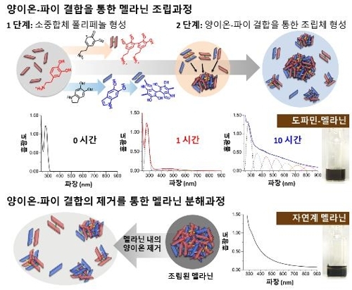 양이온-파이결합에 의한 멜라닌 형성·분해과정
[한국과학기술원 제공=연합뉴스]