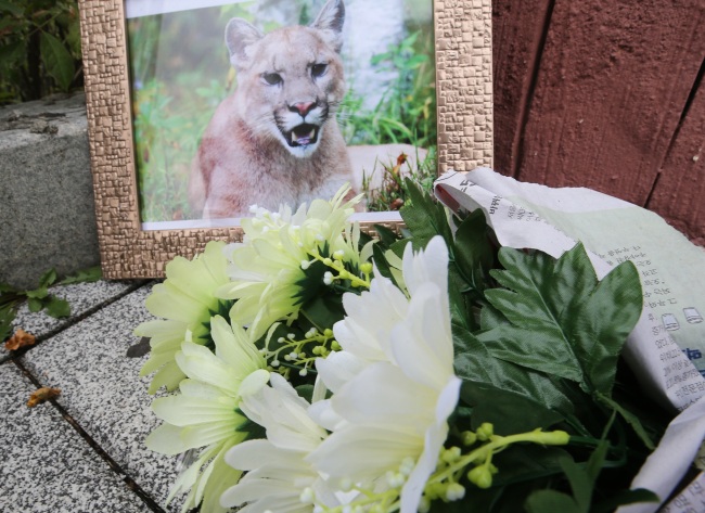 A picture of Bbo-rong, a puma recently shot to death after it escaped from its enclosure, is placed at a Daejeon zoo where it used to live, along with flowers, Thursday. (Yonhap)
