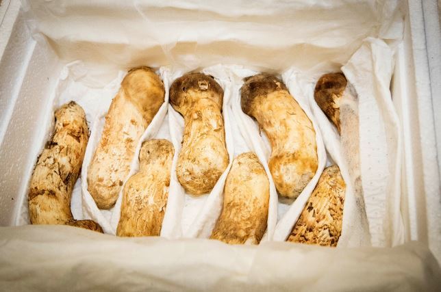 Pine mushrooms from Kim Jong-un (Pyongyang Press Corps.)