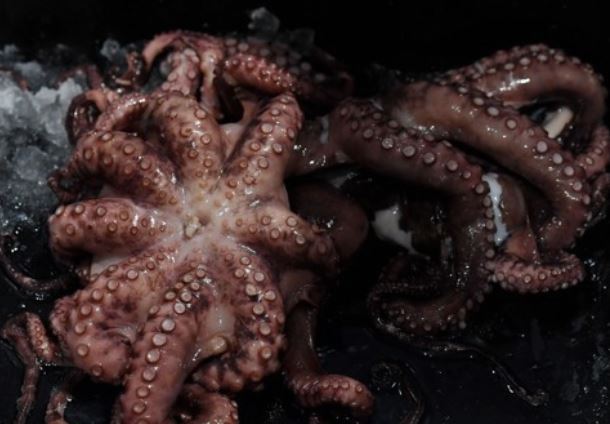 문어 (AFP-연합뉴스)