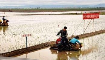 Farmers plant rice on a paddy in South Hwanghae Province in North Korea on May 22, 2018. (Yonhap)