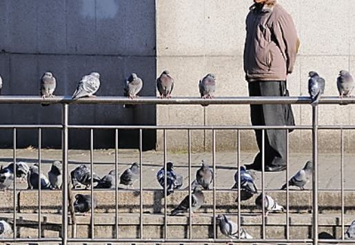 비둘기떼 [연합뉴스 자료사진]