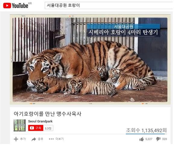 서울대공원 시베리아 호랑이 관련 유튜브 화면.  [제공=서울대공원]
