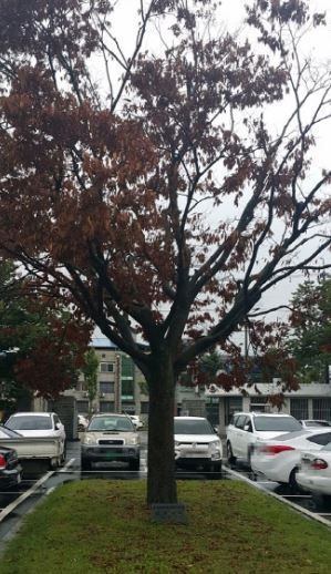 전두환 전 대통령이 1986년 9월 경북 상주시를 방문해 심은 기념식수인 느티나무. [사진=상주시 제공]
