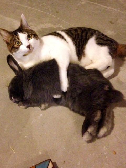 (온라인 커뮤니티)