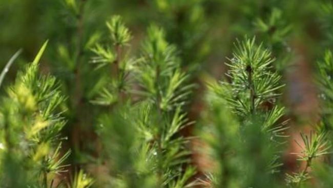 Pine tree seedlings in a tree nursery near the border with North Korea. (Yonhap)