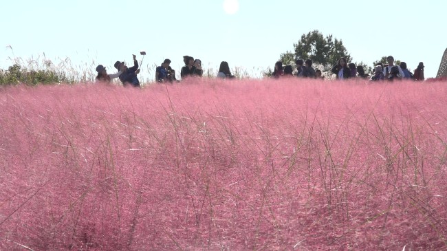 Pink muhly garden in Seoul Sky Park