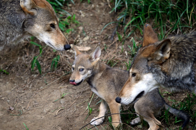 <YONHAP PHOTO-3627> FILE - In this June 13, 2017 file photo, the parents of a 7-week old red wolf pup keep an eye on their offspring at the Museum of Life and Science in Durham, N.C. Conservationists told a judge Wednesday, Oct. 17, 2018, that an imminent federal plan to shrink the territory of the only wild red wolves would hasten the animal’s extinction. Lawyers for the U.S. Fish and Wildlife Service, however, countered that new rules for the red wolf program, set to be finalized next month, mean that the conservationists’ current arguments are moot. The federal lawyers say a new lawsuit would need to be filed to halt new plans set to be finalized by the end of November. (AP Photo/Gerry Broome, File)/2018-10-18 06:21:35/ <저작권자 ⓒ 1980-2018 ㈜연합뉴스. 무단 전재 재배포 금지.>
<YONHAP PHOTO-3627> FILE - In this June 13, 2017 file photo, the parents of a 7-week old red wolf pup keep an eye on their offspring at the Museum of Life and Science in Durham, N.C. Conservationists told a judge Wednesday, Oct. 17, 2018, that an imminent federal plan to shrink the territory of the only wild red wolves would hasten the animal’s extinction. Lawyers for the U.S. Fish and Wildlife Service, however, countered that new rules for the red wolf program, set to be finalized next month, mean that the conservationists’ current arguments are moot. The federal lawyers say a new lawsuit would need to be filed to halt new plans set to be finalized by the end of November. (AP Photo/Gerry Broome, File)/2018-10-18 06:21:35/ <저작권자 ⓒ 1980-2018 ㈜연합뉴스. 무단 전재 재배포 금지.>