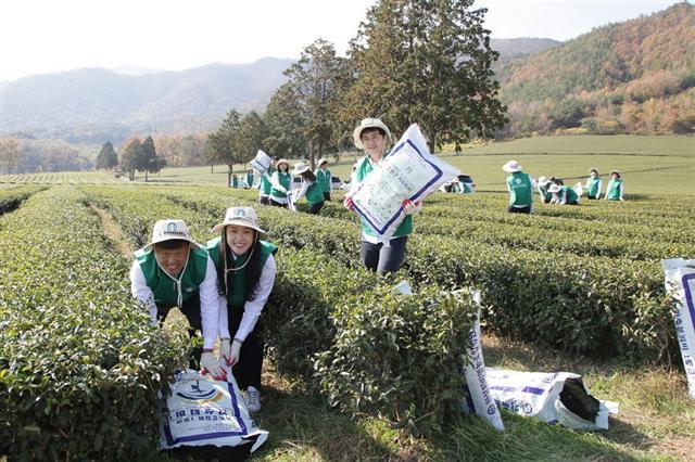스타벅스는 지난 14일 광주지역 파트너들과 함께 보성 차 농가에 커피박을 재활용한 퇴비 2만8000포를 전달했다.  [제공=스타벅스커피 코리아]
