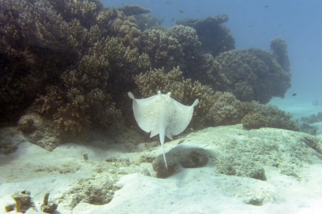 Commonly found in tropical waters, stingrays are a flattish, diamond-shaped fish that rarely attack humans (AFP)