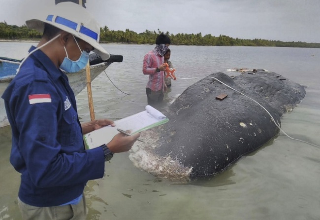 In this undated photo released by Akademi Komunitas Kelautan dan Perikanan Wakatobi (Wakatobi Marine and Fisheries Community Academy or AKKP Wakatobi), researchers collect data of the carcass of a beached whale at Wakatobi National Park in Southeast Sulawesi, Indonesia. The dead whale that washed ashore in eastern Indonesia had a large lump of plastic waste in its stomach, including drinking cups and flip-flops, a park official said Tuesday, causing concern among environmentalists and government officials in one of the world's largest plastic polluting countries. (AP)
