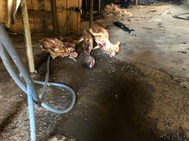 The Taepyeong-dong complex housed at least six dog slaughterhouses that could hold several hundred animals at a time (AFP)