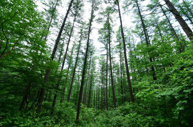 (Korea Forest Service)