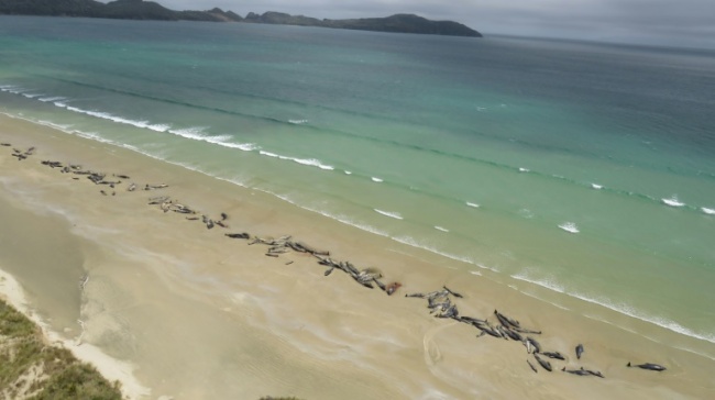 The remote location of the stranding meant the whales that had not yet died had to be euthanised (AFP)