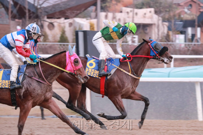 지난 25일 열인 농협중앙회장배에서 우승 질주를 하고 있는 경주마 왕벚꽃과 김용근 기수. [사진=헤럴드경제DB]