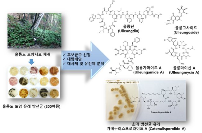 울릉도 유래 토양 방선균으로부터 새로운 생리활성물질 발굴 연구 개요도.[제공=한국생명공학연구원]