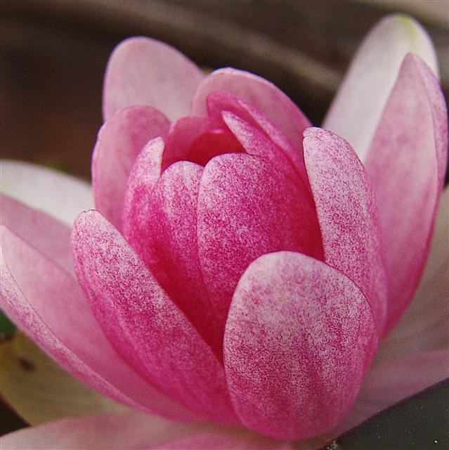 박병원, 수련 30×30cm, pigment print, 2014
[제공=금산갤러리]