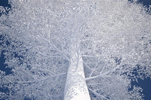류호열, Baum, digital c-print, 100×150cm, 2013
[제공=쥴리아나갤러]