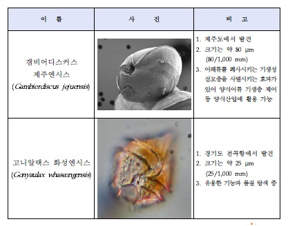 제주도ㆍ경기도서 ‘해양 단세포 생물’ 2종 발견